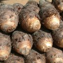 우두로 L 이미지