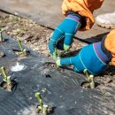 한농접목테이프 이미지