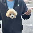 퓨어멍 이미지