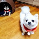 그로잉독 이미지