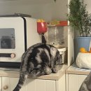 은주네포차 이미지