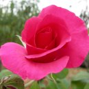 행복한하루 이미지