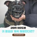 보령동물병원 | 군산 강아지 만성 외이도염 치료 후기(보령인근 동물병원)