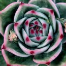 꿈의궁전 이미지