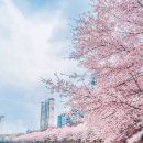 "올해는 3월부터 시작이라고?!"... 분홍빛 가득한 벚꽃 명소 추천 BEST 5 이미지