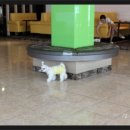 플레이독애견카페 이미지