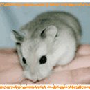 띵까띵까 이미지