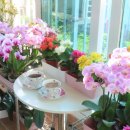 카페수련 이미지