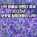 마전역 입구 교통섬 | 신안 퍼플섬 라벤더 축제, 보랏빛 여행 지금 출발!