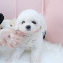 내품안의반려견 노원점 이미지