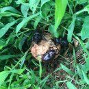 도향축산 이미지