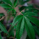 안성면080 이미지