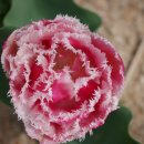 꽃집민박 이미지