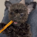 파파펫푸드 이미지