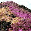 경남 밀양 종남산 진달레 & 한재 미나리 번개산행 이미지