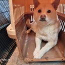 GS25 주안한빛점 | 인천 미추홀 시바, 인천 시바, GS25 주안한빛점 근처에서…발견! 긴장했지만 온순한 아이새 가족...