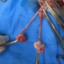 더 포레 동물병원 | “안전함을 최우선으로 한 암컷 중성화 수술”포레브 동물의료센터 마취안전 시스템 + 마취 전 검사...