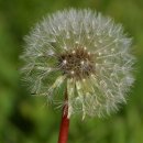 민들레 Daum카페