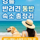 다원포레스트독채펜션 | 🐾 강릉 반려동물 숙소 추천 | 강아지랑 바다여행, 이제 여기로 가자!