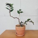 원예힐링교실 | 동백나무 분재 수업｜가을 겨울 추천 원예프로그램 농촌 어르신 대상 기업eap 원예힐링