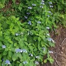 숲속개울가 이미지