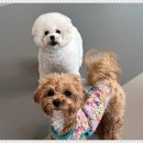 행복한 강아지 이미지