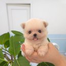 꽃강아지 이미지