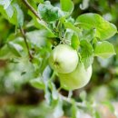 매화나무집 이미지