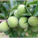 백이산 농장 이미지