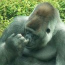 고릴라PC방 이미지