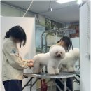 프로펫 애견 미용실 이미지