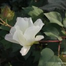 목화공원3 이미지