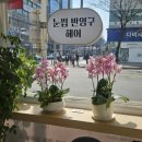 보보스헤어라인