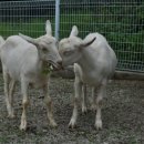 구곡농장 이미지