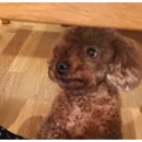 토토메이