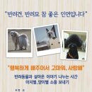 아지와 양이 이미지