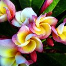 이사도라 이미지