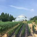 수박&토마토 축제 이미지