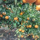 동백농장 이미지