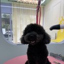 예뻐할게 펫 살롱 네이버블로그