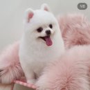 보앤벨 이미지