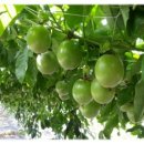 왕림농장 이미지