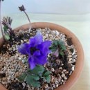 하늘바람꽃농원 이미지