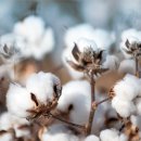 목화 이미지