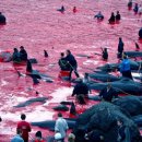 고래이야기 이미지