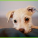 마음반려 동물의료원 이미지