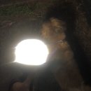 The best puppy 이미지