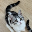 아메숏 캐터리 이미지