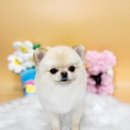 도꾸살롱 이미지