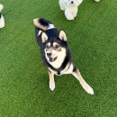 486독스쿨 이미지